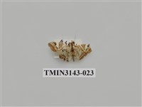 藏品(螟蛾290)的圖片